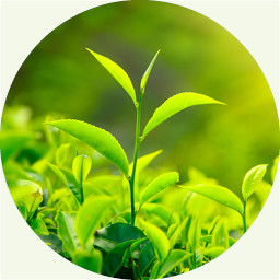 Camellia, grüner Tee 绿茶