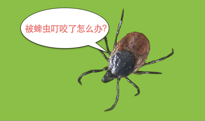 蜱